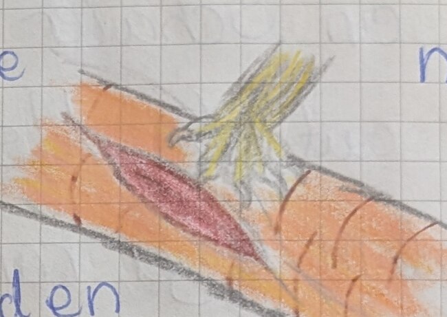 Ashs Farbstiftskizze einer Kratzwunde im Fell, die von Gelbzahn versorgt wird.